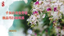短萼仪花